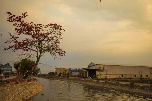 Tháng ba hoa gạo nở