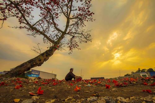 Tháng ba hoa gạo nở