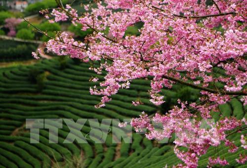 Mùa hoa xuân tuyệt đẹp ở Trung Quốc