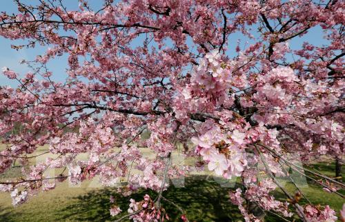 Mùa hoa xuân tuyệt đẹp ở Trung Quốc