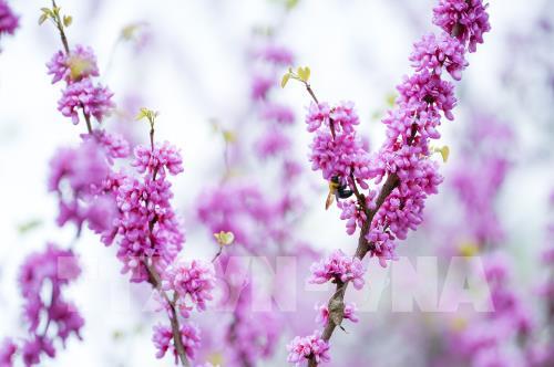 Mùa hoa xuân tuyệt đẹp ở Trung Quốc