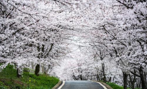 Mùa hoa xuân tuyệt đẹp ở Trung Quốc