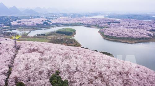 Mùa hoa xuân tuyệt đẹp ở Trung Quốc