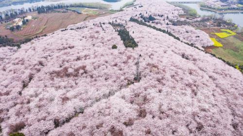 Mùa hoa xuân tuyệt đẹp ở Trung Quốc