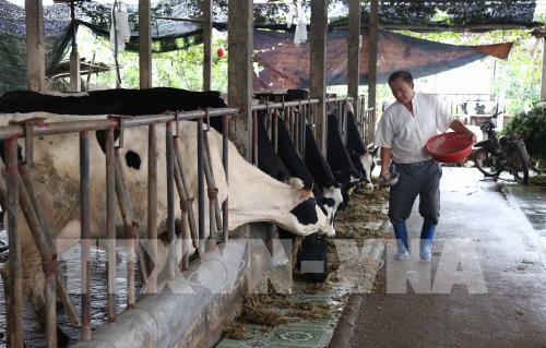 Phát triển chăn nuôi bò sữa theo hướng bền vững