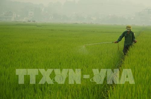 Phát hiện sớm, phòng trừ sâu bệnh gây hại lúa Đông Xuân