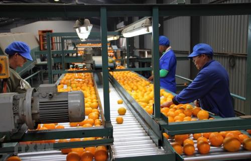 Nam Phi công bố kế hoạch tái thiết và phục hồi kinh tế