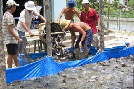 Phát triển nghề nuôi cá trên hồ Thác Bà