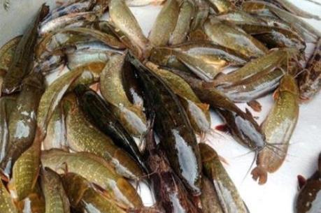 Giá cá đồng tại Cà Mau tăng tăng đột biên