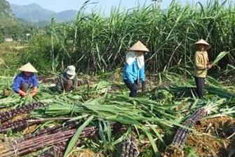 Giá xuống thấp, nông dân phá bỏ mía trồng cây khác