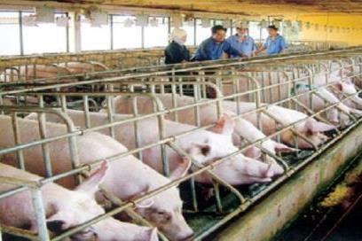 Phạt nặng đối với hành vi sử dụng chất cấm tạo nạc trong chăn nuôi