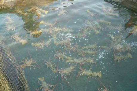 Cần quy hoạch khu bảo tồn tôm hùm