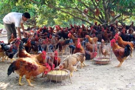 Gà đồi Sóc Sơn "chật vật" đến với người tiêu dùng