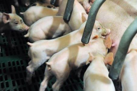 Giá lợn hơi giảm mạnh do cầu bão hòa