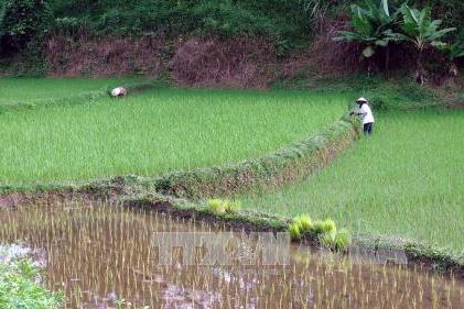 Công bố báo cáo về thay đổi trong nông thôn Việt Nam