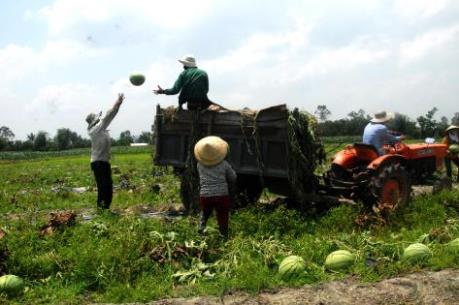 Xây dựng hệ sinh thái phát triển hợp tác xã