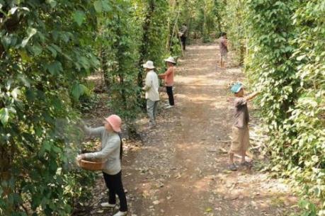 Bà Rịa-Vũng Tàu phát triển nông nghiệp công nghệ cao