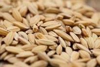 Bổ sung 128 tỷ đồng mua bù hạt giống dự trữ quốc gia