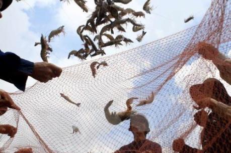 Giá tôm nguyên liệu giảm mạnh