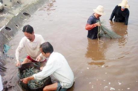 Giá cua biển giảm mạnh, người nuôi thất thu lớn
