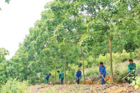 Cao su tiểu điền trước nguy cơ xóa sổ