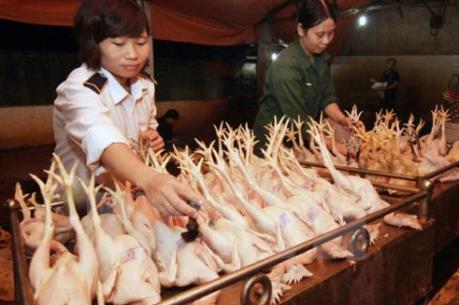 Gần 89% cơ sở giết mổ gia cầm nhỏ lẻ chưa được kiểm soát thú y