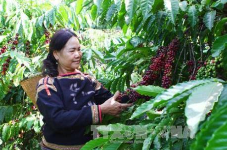 Công ty Thiên Phước phải thu hồi toàn bộ phân bón bán tại Đắk Nông