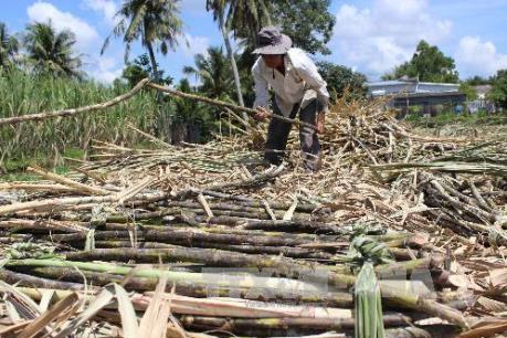 Tranh cãi trong việc đo chữ đường, giá thu mua và thời gian thu hoạch mía