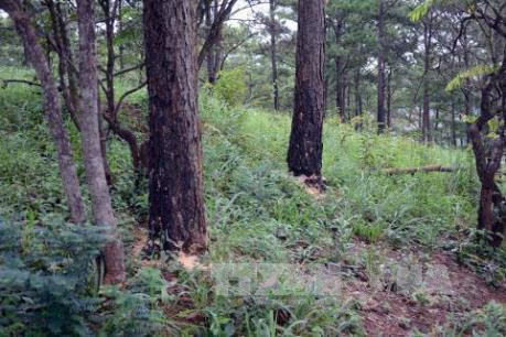 Đắk Nông kiến nghị thu hồi 17 dự án chậm triển khai