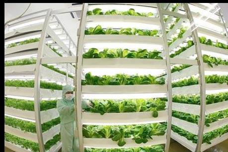 Vingroup đầu tư 1.000 tỷ đồng xây dựng hệ thống nhà kính sản xuất rau sạch