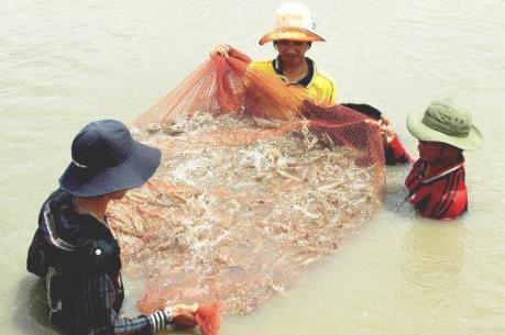 Cà Mau thiếu nguyên liệu chế biến thủy sản xuất khẩu