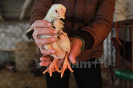 Gà "nội" thua gà "ngoại" ngay trên sân nhà