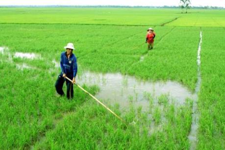 Thanh Hóa hỗ trợ gần 41 tỷ đồng cho nông dân có lúa, mạ bị chết rét