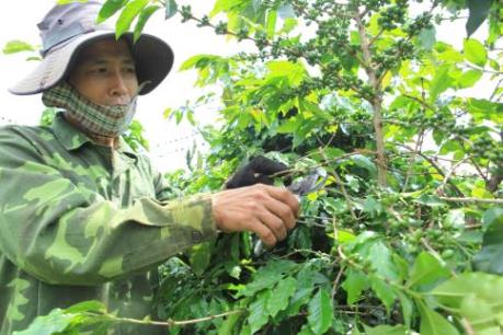 Sản lượng cà phê niên vụ 2015/16 có thể giảm 20%
