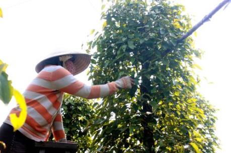 Hồ tiêu Phú Quốc sản xuất theo hướng an toàn