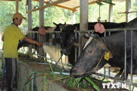 Tập đoàn J-BIX triển khai dự án nuôi bò tại nông trường Sông Hậu