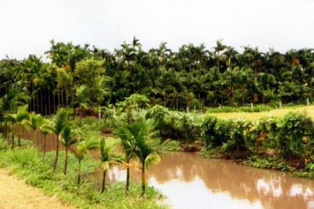 Giá cau bất ngờ tăng cao