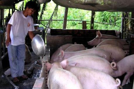 Ngành chăn nuôi liệu có bị "nhấn chìm" trước TPP?