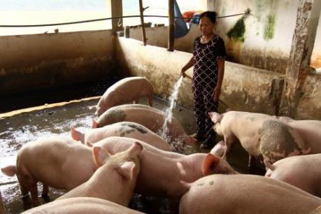 Đồng Nai phát hiện nhiều trường hợp sử dụng chất cấm trong chăn nuôi