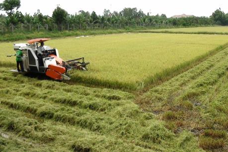 Nông dân Đồng Tháp điêu đứng vì giá lúa giảm