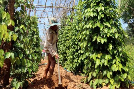 Hồ tiêu Xuân Lộc được đăng ký nhãn hiệu