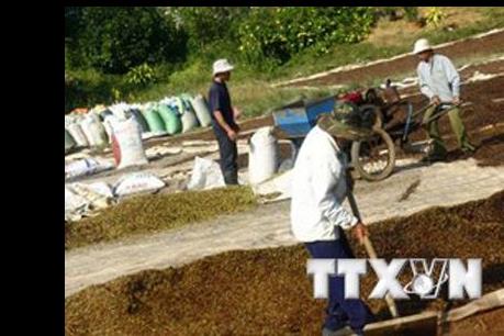 Thận trọng khi “găm” cà phê