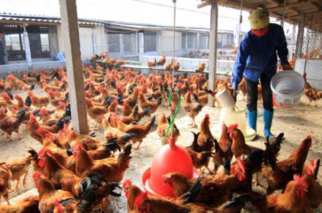 Gà thả vườn chiếm ưu thế cạnh tranh 