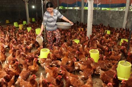 Gỡ khó cho doanh nghiệp chăn nuôi xuất khẩu