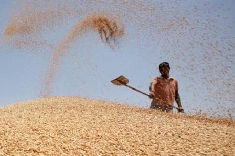 Ngô, lúa mỳ và đậu tương cùng tăng giá trong tuần qua 