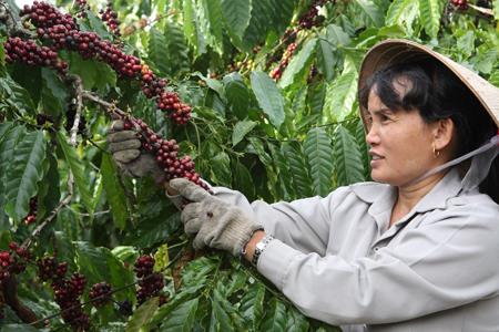 Tăng sản phẩm chế biến sâu cà phê, hồ tiêu