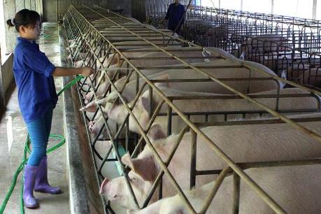 Khó xử lý "vấn nạn" bơm nước vào lợn trước khi giết mổ