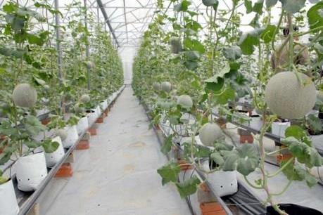 Vingroup sẽ xây trung tâm nông nghiệp công nghệ cao tại Quảng Ninh