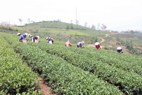 Lâm Đồng nỗ lực ổn định sản xuất tại vùng chè Cầu Đất