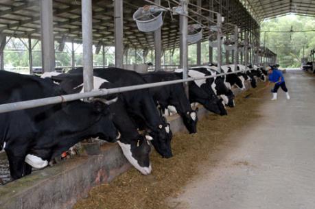 Việt Nam mới tự đáp ứng được 40% nhu cầu sữa trong nước